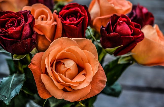 red and peach roses